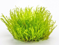 Preview: Giganten-Moos - Taxiphyllum sp. ´Giant´ in vitro